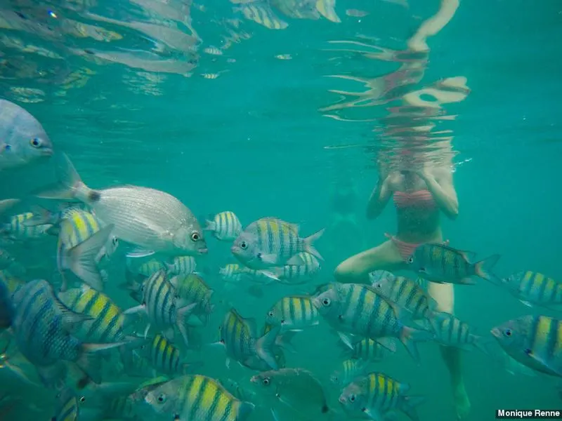 A Ilha Comprida é um aquário natural com diversas espécies de peixes e águas cristalinas e parada obrigatória dos passeios de barco em Paraty.