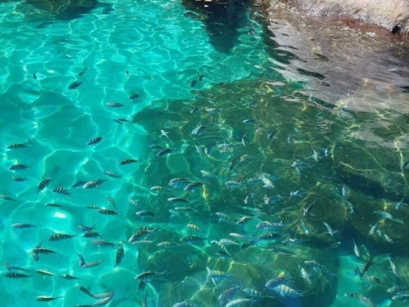 ilha-dos-cocos-07-730x730-1